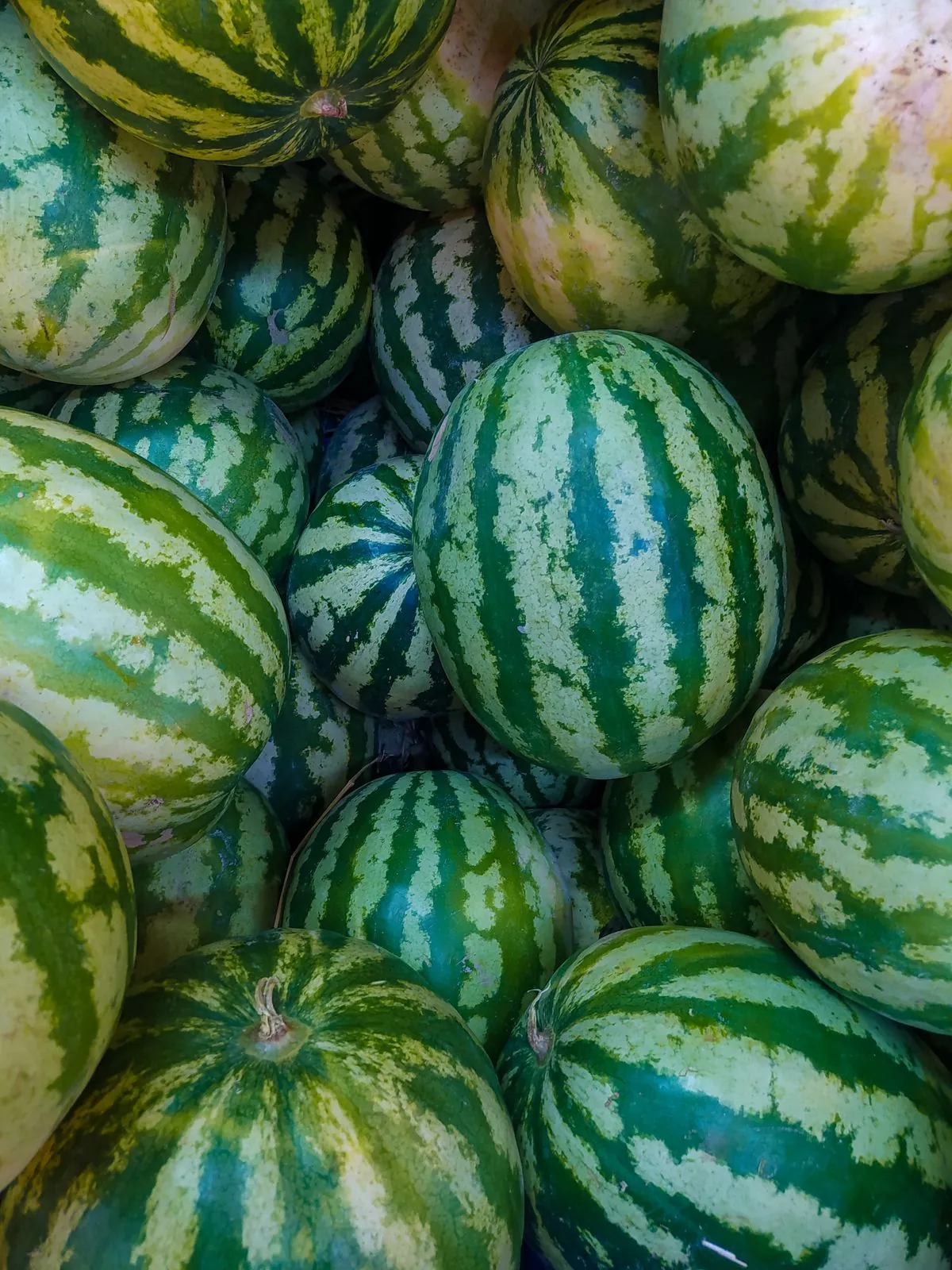 Watermelon