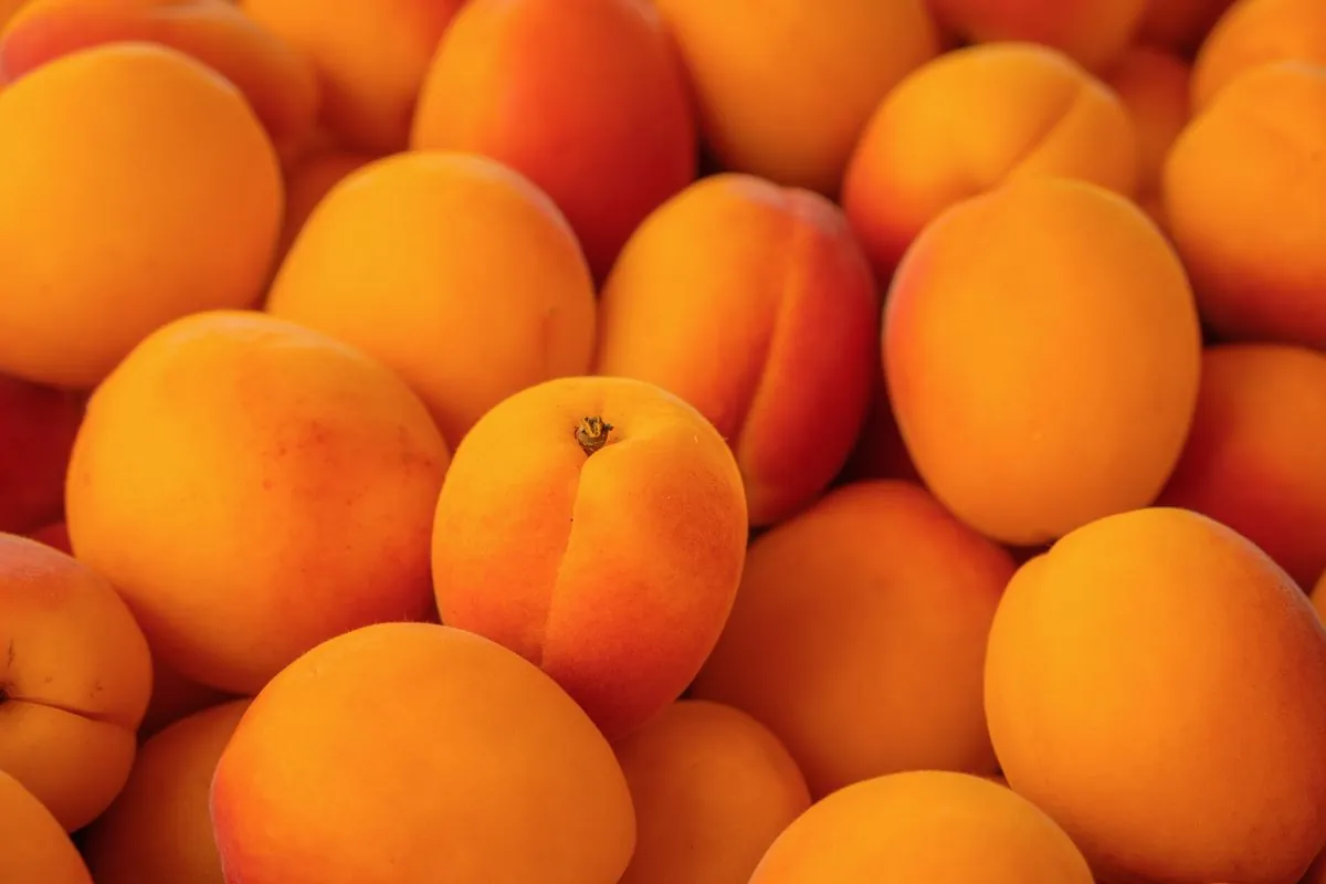 Apricot