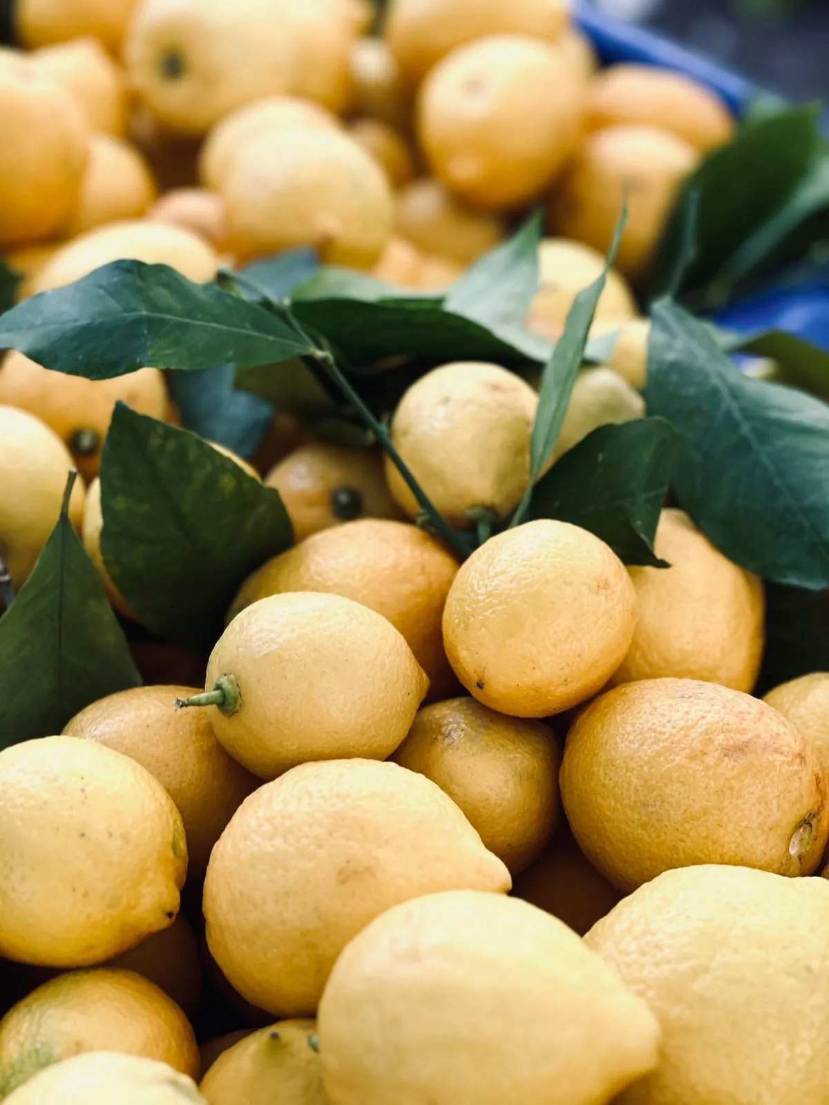 Lemon