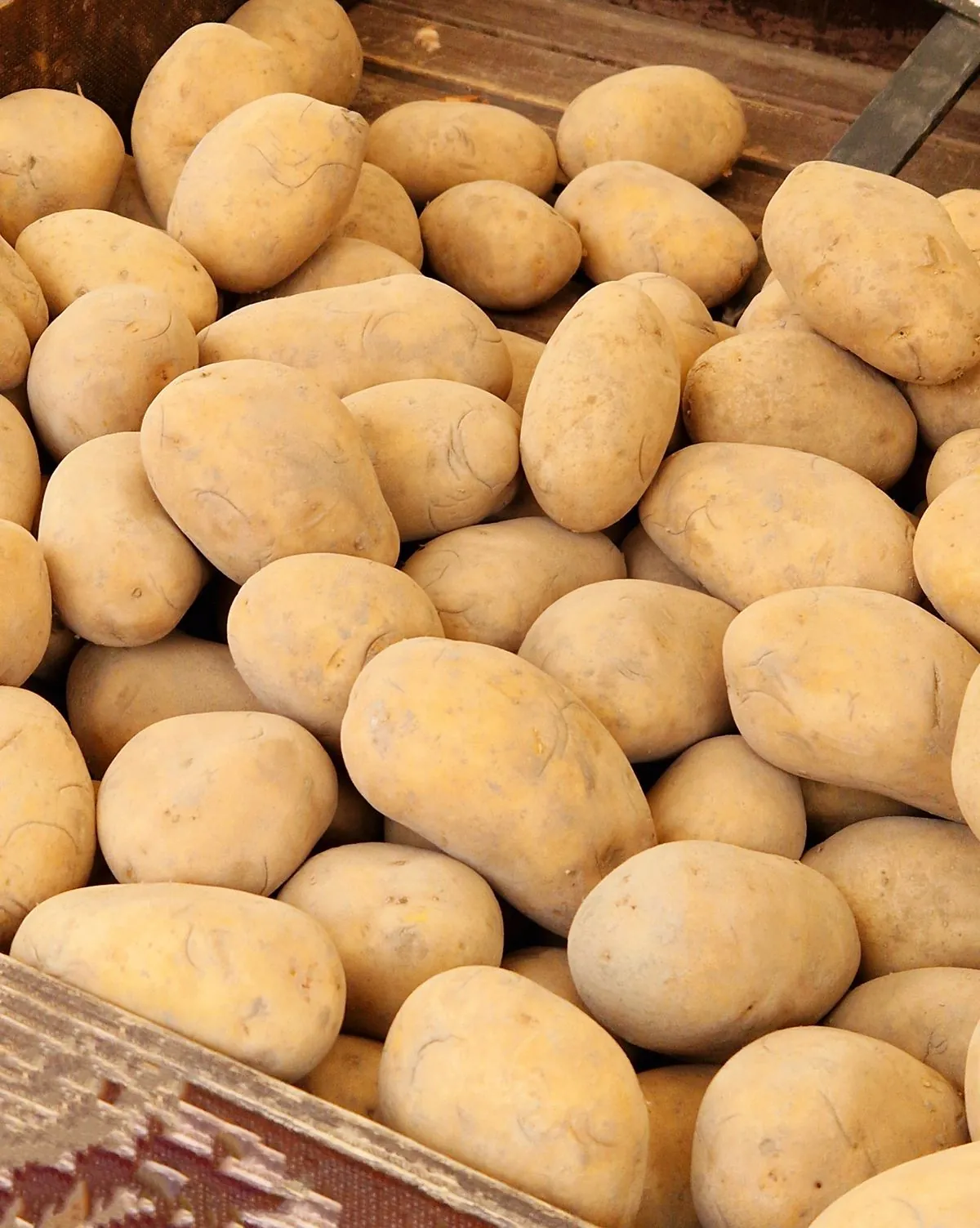 Potato