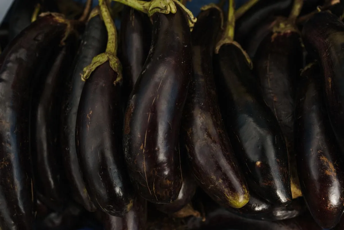 Eggplant