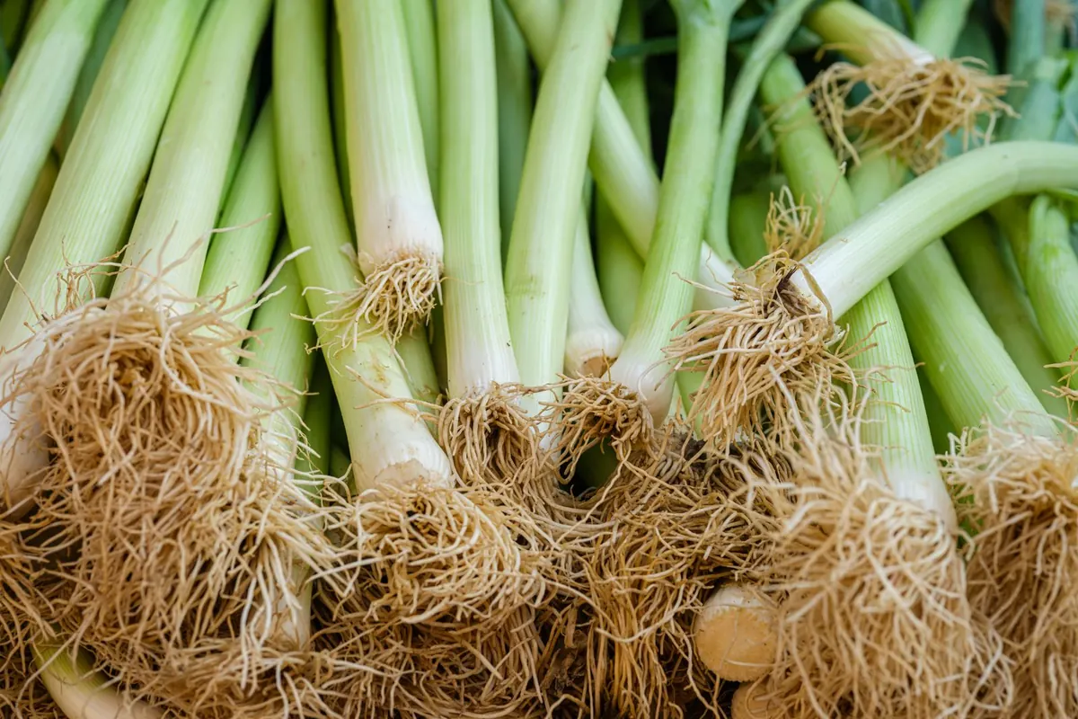 Leek