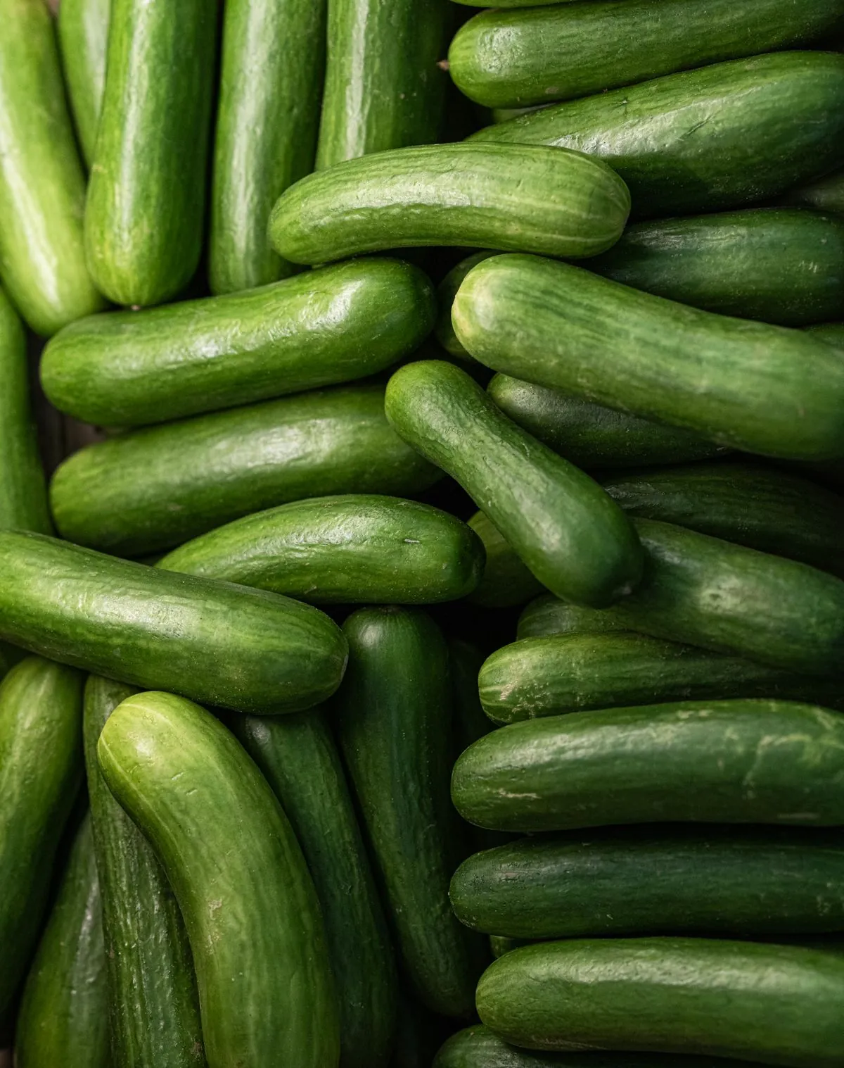 Cucumber