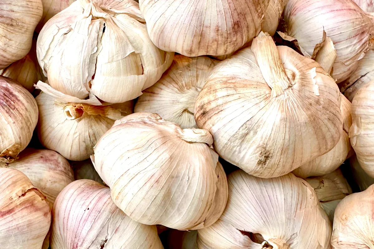 Garlic