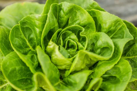 Lettuce