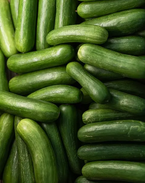 Cucumber